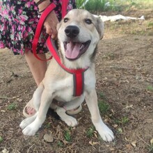 LAERTIS, Hund, Mischlingshund in Griechenland