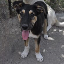 VICTORAS, Hund, Mischlingshund in Griechenland