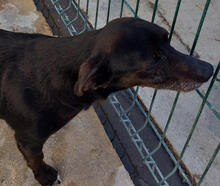 LUCKY, Hund, Mischlingshund in Portugal - Bild 5