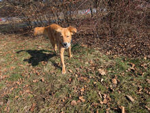 KIM, Hund, Mischlingshund in München - Bild 5