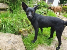 SOOKIE, Hund, Mischlingshund in Geiselwind - Bild 3