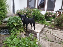 SOOKIE, Hund, Mischlingshund in Geiselwind - Bild 5