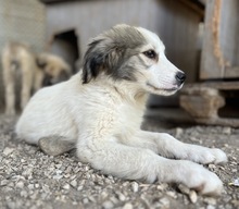 SHIRIN, Hund, Mischlingshund in Griechenland - Bild 10