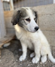 SHIRIN, Hund, Mischlingshund in Griechenland - Bild 15