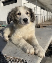 SHIRIN, Hund, Mischlingshund in Griechenland - Bild 19