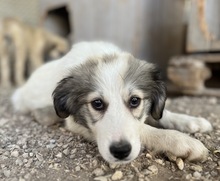 SHIRIN, Hund, Mischlingshund in Griechenland - Bild 20