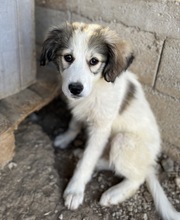 SHIRIN, Hund, Mischlingshund in Griechenland - Bild 3