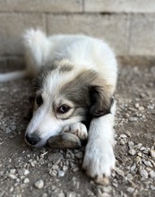 SHIRIN, Hund, Mischlingshund in Griechenland - Bild 4