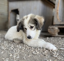 SHIRIN, Hund, Mischlingshund in Griechenland - Bild 8