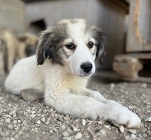 SHIRIN, Hund, Mischlingshund in Griechenland - Bild 9