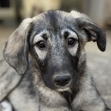 NINACHUBA, Hund, Mischlingshund in Griechenland - Bild 1