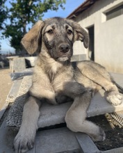 NINACHUBA, Hund, Mischlingshund in Griechenland - Bild 11