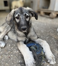 NINACHUBA, Hund, Mischlingshund in Griechenland - Bild 12