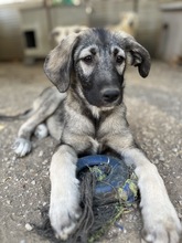 NINACHUBA, Hund, Mischlingshund in Griechenland - Bild 13