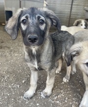 NINACHUBA, Hund, Mischlingshund in Griechenland - Bild 14