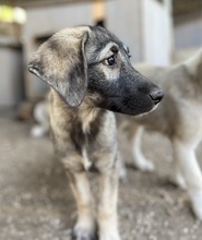 NINACHUBA, Hund, Mischlingshund in Griechenland - Bild 16