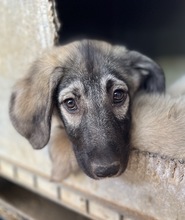 NINACHUBA, Hund, Mischlingshund in Griechenland - Bild 2