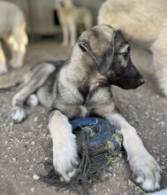 NINACHUBA, Hund, Mischlingshund in Griechenland - Bild 4