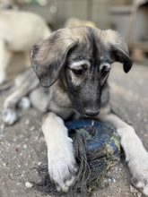 NINACHUBA, Hund, Mischlingshund in Griechenland - Bild 6