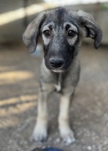 NINACHUBA, Hund, Mischlingshund in Griechenland - Bild 9