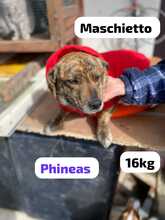 PHINEAS, Hund, Mischlingshund in Italien - Bild 12