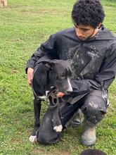 QUENTIN, Hund, Mischlingshund in Italien - Bild 21