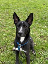 QUENTIN, Hund, Mischlingshund in Kirchberg - Bild 1
