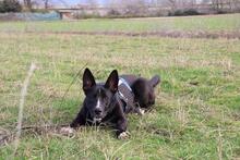 QUENTIN, Hund, Mischlingshund in Kirchberg - Bild 10