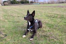 QUENTIN, Hund, Mischlingshund in Kirchberg - Bild 11