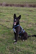 QUENTIN, Hund, Mischlingshund in Kirchberg - Bild 12