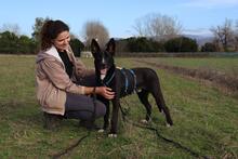 QUENTIN, Hund, Mischlingshund in Kirchberg - Bild 13