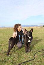 QUENTIN, Hund, Mischlingshund in Kirchberg - Bild 15