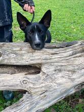 QUENTIN, Hund, Mischlingshund in Kirchberg - Bild 16