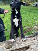 QUENTIN, Hund, Mischlingshund in Kirchberg - Bild 17
