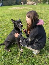 QUENTIN, Hund, Mischlingshund in Kirchberg - Bild 18