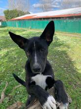 QUENTIN, Hund, Mischlingshund in Kirchberg - Bild 2