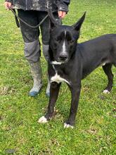 QUENTIN, Hund, Mischlingshund in Kirchberg - Bild 20