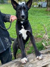 QUENTIN, Hund, Mischlingshund in Kirchberg - Bild 21