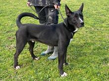 QUENTIN, Hund, Mischlingshund in Kirchberg - Bild 22
