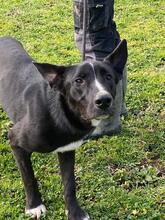 QUENTIN, Hund, Mischlingshund in Kirchberg - Bild 23