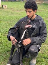 QUENTIN, Hund, Mischlingshund in Kirchberg - Bild 25