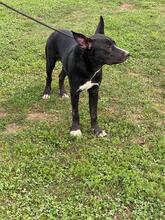 QUENTIN, Hund, Mischlingshund in Kirchberg - Bild 27