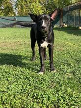 QUENTIN, Hund, Mischlingshund in Kirchberg - Bild 28