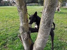 QUENTIN, Hund, Mischlingshund in Kirchberg - Bild 3