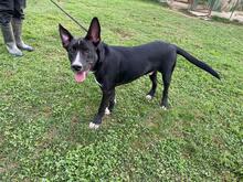 QUENTIN, Hund, Mischlingshund in Kirchberg - Bild 30