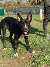 QUENTIN, Hund, Mischlingshund in Kirchberg - Bild 31