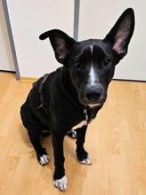 QUENTIN, Hund, Mischlingshund in Kirchberg - Bild 33