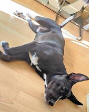 QUENTIN, Hund, Mischlingshund in Kirchberg - Bild 34
