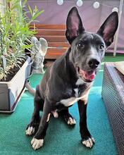 QUENTIN, Hund, Mischlingshund in Kirchberg - Bild 36