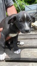 QUENTIN, Hund, Mischlingshund in Kirchberg - Bild 38